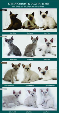 an image of cats that are all different colors