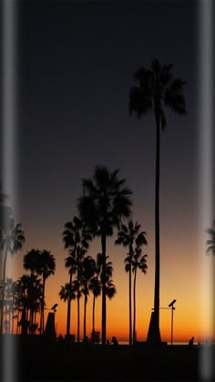 palm trees are silhouetted against the setting sun