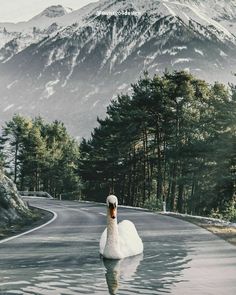 a large white swan floating on top of a lake next to a forest covered mountain