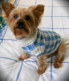 a small brown dog wearing a sweater on top of a white bed cover with blue checkered bedspread