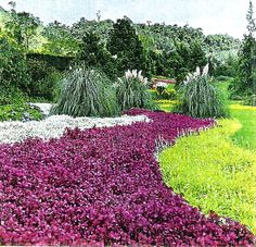 a garden with purple and white flowers on the ground, in front of some trees