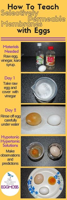 an image of how to teach mementogrammeables with eggs