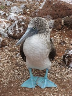 a blue and white bird is standing on the ground