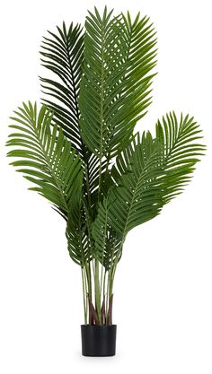 a plant in a black pot on a white background