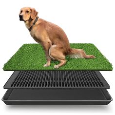 a brown dog sitting on top of a green mat