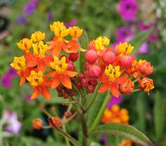 an orange and yellow flower is in the foreground with other flowers behind it on a sunny day