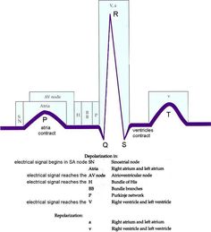 the diagram shows an electrical signal and its corresponding functions in which it is important to understand that there are two different types of signals