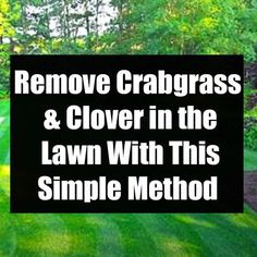 a lawn with the words remove crabgrasss and clover in the lawn with this simple method