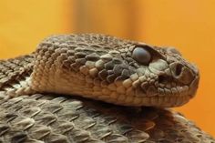 a close up view of a snake's head and neck, with orange background