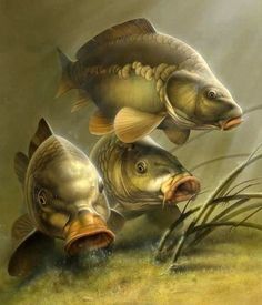 two large - mouthed fish in the water with grass and reeds behind them