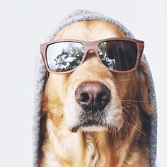 a dog wearing sunglasses and a hoodie