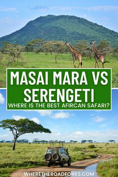 masai mara vs serengeti where is the best african safari?