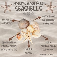 an image of seashells labeled in different ways on the sand with starfish and scallops