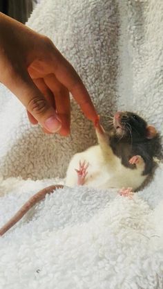 a person feeding a small rat on top of a white blanket with pink spots in it