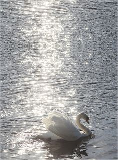 a white swan is swimming in the water