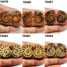 the different types of ammonite shells are shown in this hand - held photo