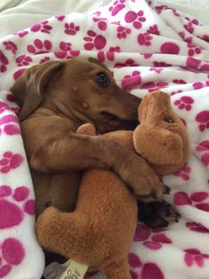 a brown dog laying on top of a pink and white blanket