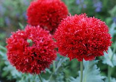 three red flowers with green leaves in the foreground and purple flowers in the background