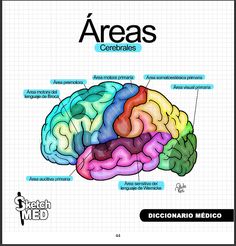 an image of the human brain labeled in different colors and areas, including the cerebrables