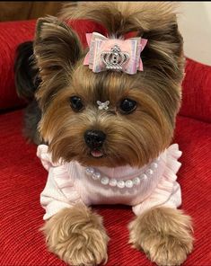 a small dog with a tiara on it's head sitting on a red chair