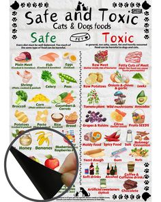 PRICES MAY VARY. Comprehensive Information: The magnetic board provides comprehensive information about safe and toxic foods for both dogs and cats. Vet-Approved Content: The information presented is vet-approved, offering pet owners a reliable resource for their pets' nutritional needs. Magnetic: This item has a magnetic reverse which allows you to display it on the fridge. Alternatively, you can put it on the wall or another surface with some stickers or white tag. Durable Material: Made with Toxic Foods For Dogs, Foods For Dogs, Food To Gain Muscle, Pet Essentials, Raw Potato, Cat Essentials, Toxic Foods, High Fat Foods, Healthy Dog Food Recipes