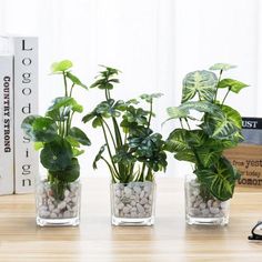 three potted plants sit on a table next to some books and a bookcase