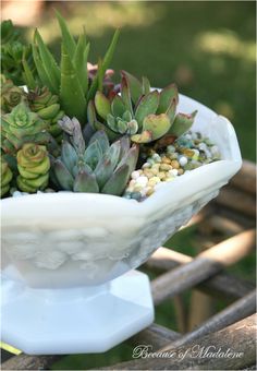 a white bowl filled with lots of succulents