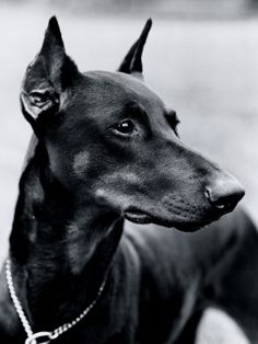 a black and white photo of a dog with a chain on it's collar