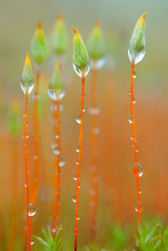 some very pretty flowers with drops of water on them