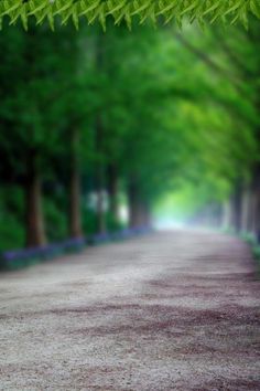 an empty road surrounded by trees and bushes