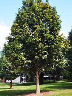 a large tree in the middle of a grassy area next to a building and trees