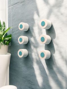 three rolls of toilet paper are hanging on the wall next to a potted plant