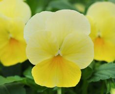 yellow flowers with green leaves in the background