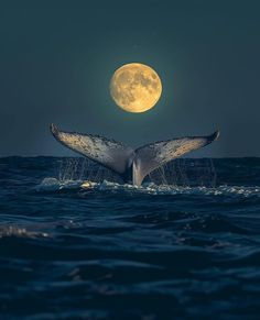 a whale tail flups out from the ocean under a full moon