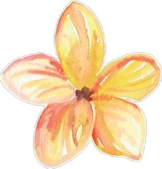 a watercolor drawing of a flower on a white background, with the petals slightly open