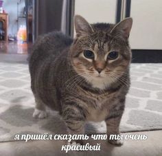 a cat is standing on the floor and looking at the camera with an ad in front of it