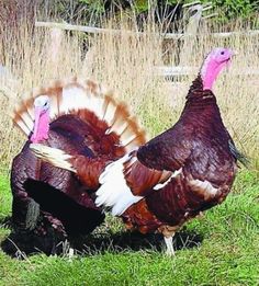 two turkeys standing in the grass near each other