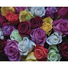 many different colored roses are arranged together