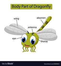 the body part of a dragonfly on a white background with words in english and spanish