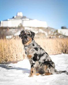 a black and brown dog sitting in the snow next to tall dry grass on a sunny day