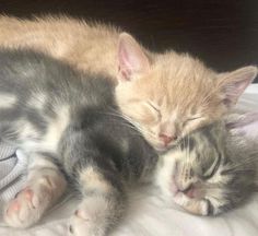 two kittens cuddle together on a bed, one sleeping and the other laying down