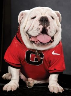 a white dog wearing a red shirt with the letter c on it's chest