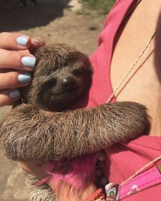 a woman holding a baby sloth in her arms and wearing a pink shirt with blue nails