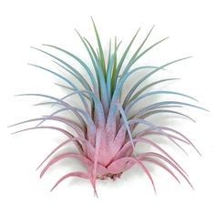 a pink and blue air plant on a white background