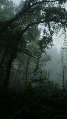 foggy forest with trees in the foreground