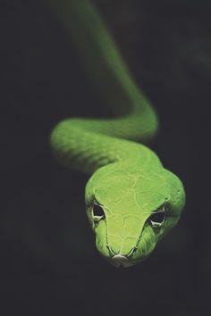 a black and white photo of a snake