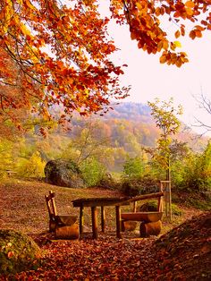 two wooden benches sitting on top of a forest covered in fall colored leaves next to a tree