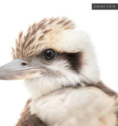 a close up of a bird's head with an odd look on its face