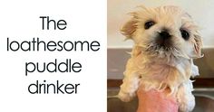 a small white dog standing on top of a sink next to a faucet