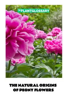 the natural origins of peony flowers